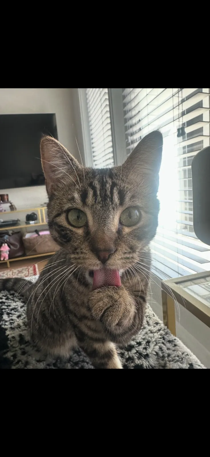 Cat Sitting service photo