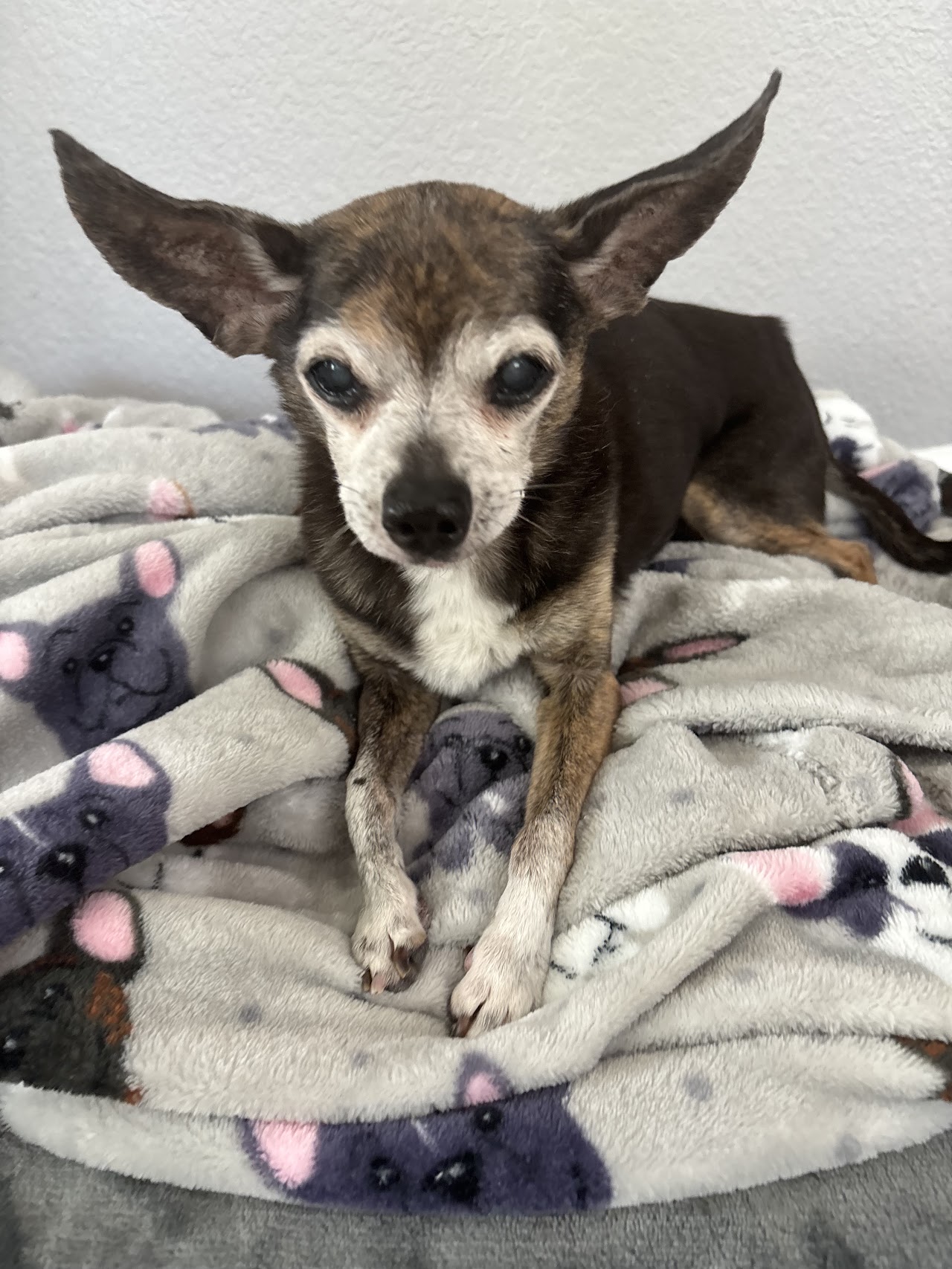 Chloe's Corner Pet Sitting project photo from Scottsdale
