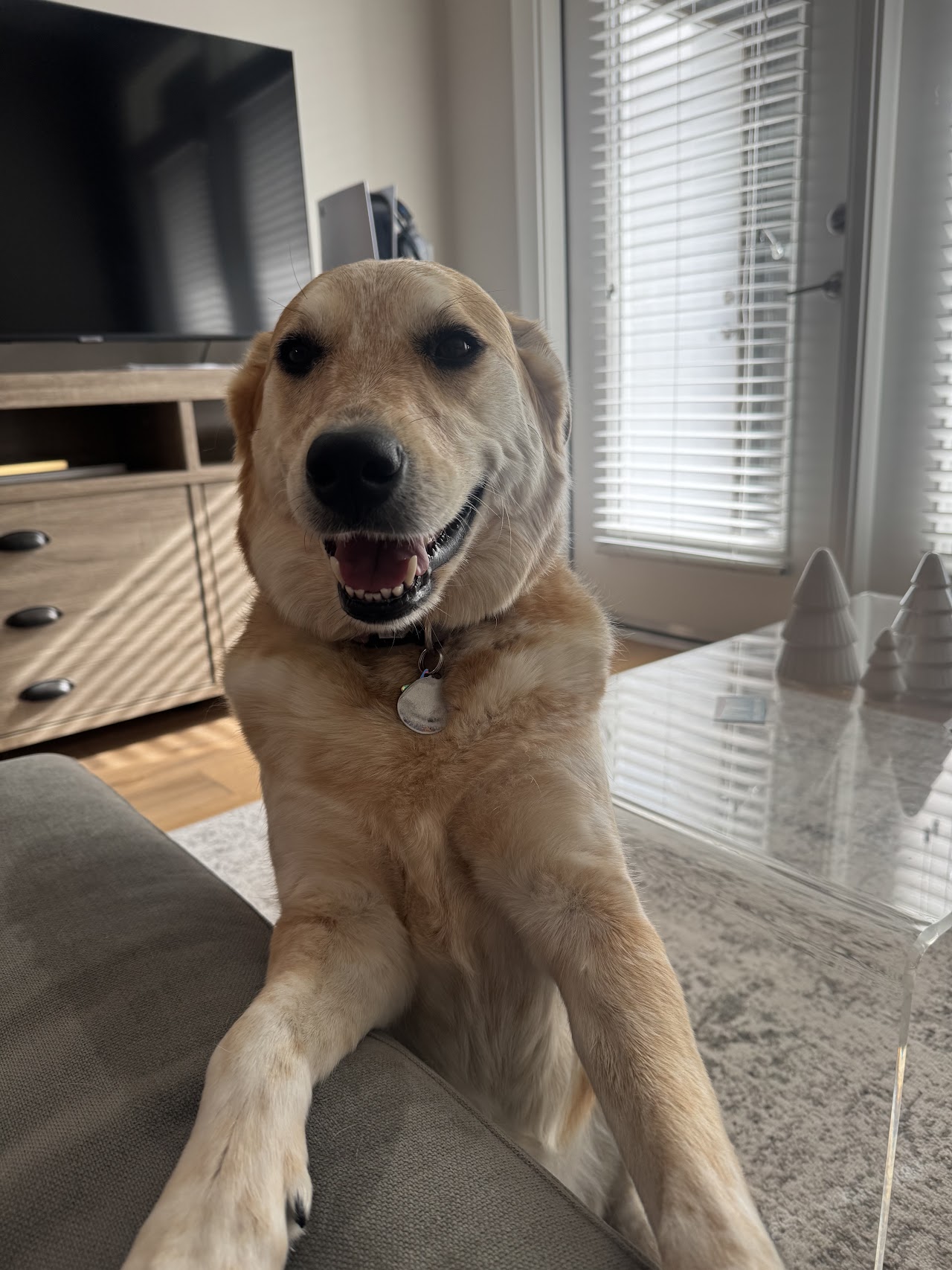Chloe's Corner Pet Sitting project photo from Scottsdale