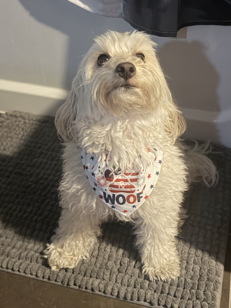 In-Home Pet Sitting service photo