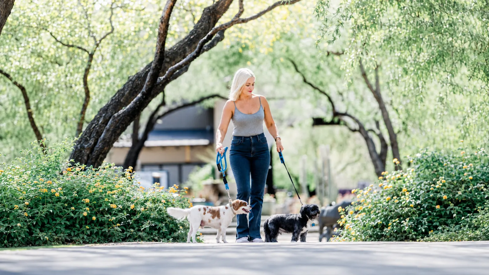 Chloe's Corner Pet Sitting project photo from Scottsdale