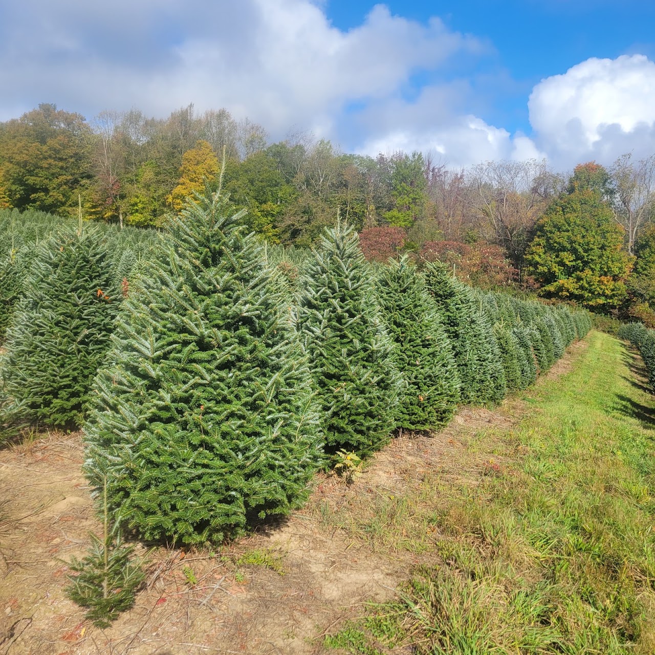Fresh Cut Christmas Trees service photo